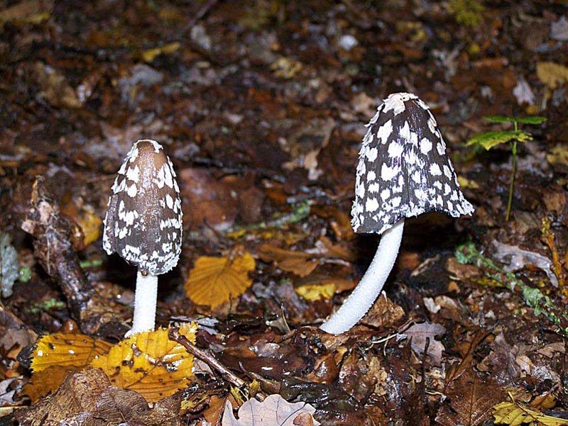 Coprinus picaceus