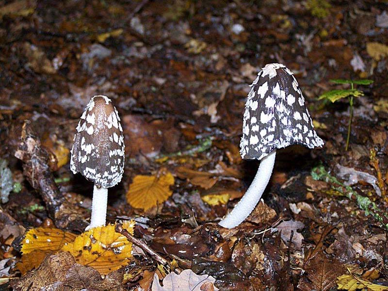 Coprinus picaceus