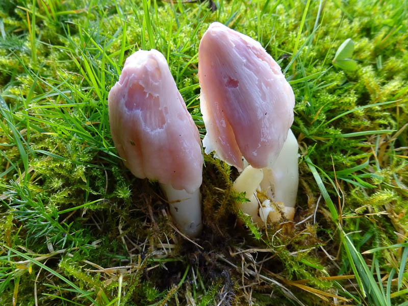 Hygrocybe calyptriformis Hygrocybe calyptriformis