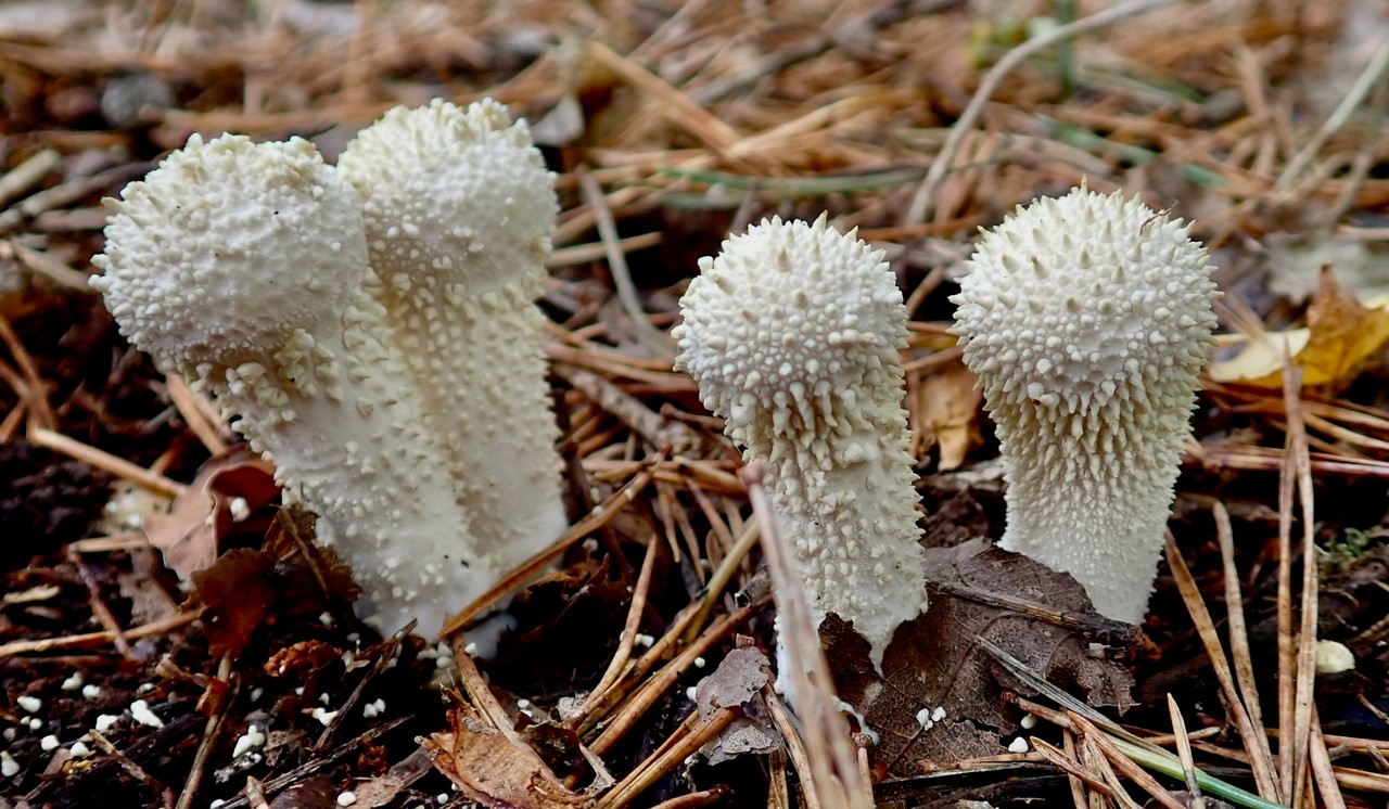 Amanita