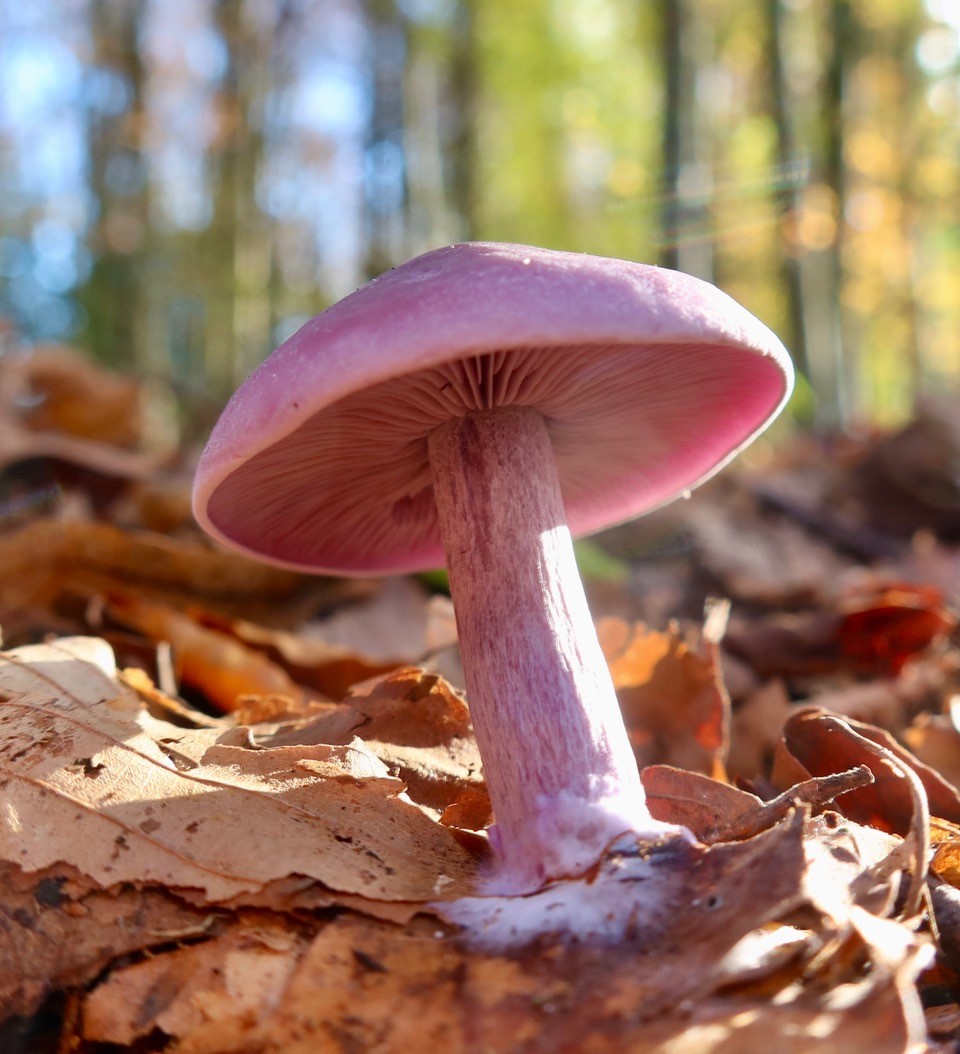 Amanita