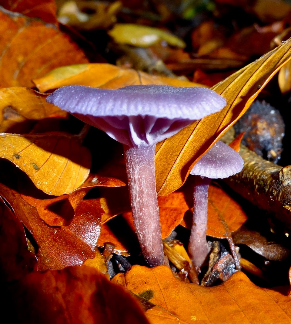 Amanita