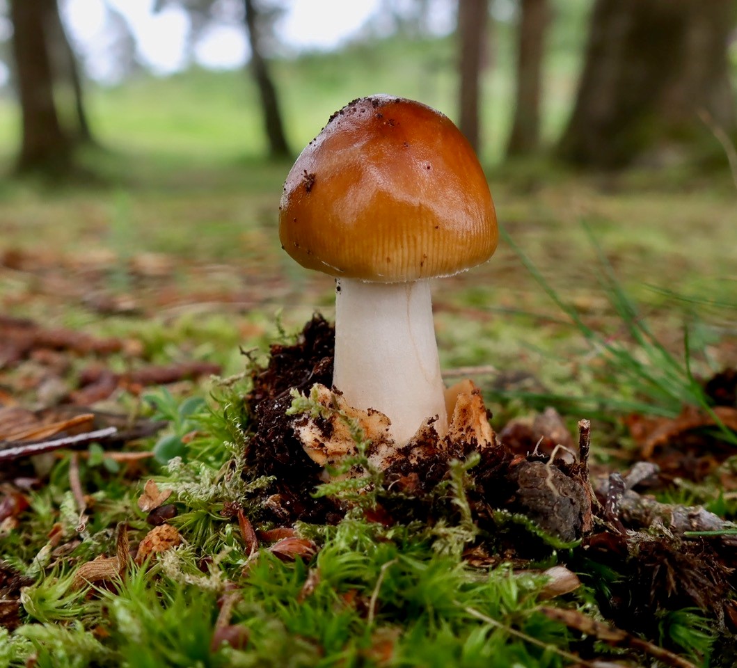 Amanita