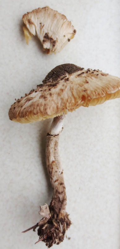 Lepiota felina