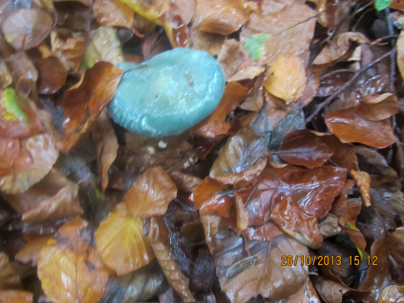 Stropharia aruginosa