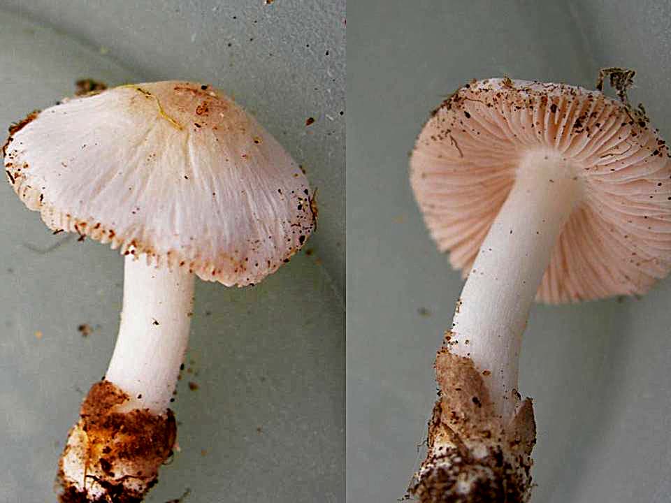 Volvariella pusilla Volvariella pusilla